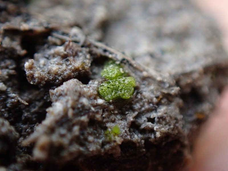 Riccia cavernosa, photographed by Randal