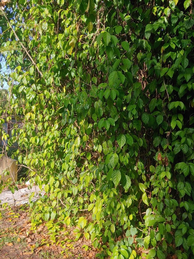 Banisteriopsis caapi, photographed by Kurt Miller