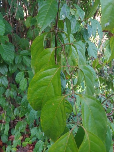 Banisteriopsis caapi, photographed by Kurt Miller