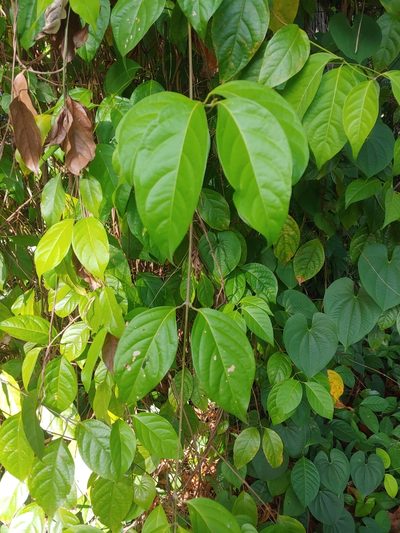 Banisteriopsis caapi, photographed by Kurt Miller