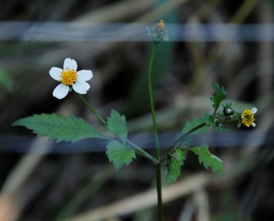 Bidens pilosa, photographed by Tony Rebelo