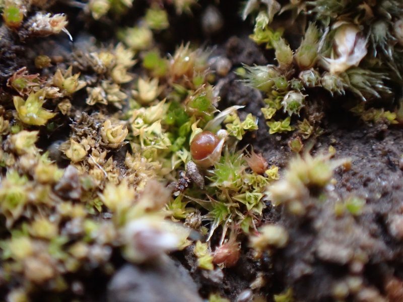 Tortula acaulon, photographed by Randal