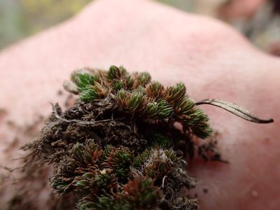 Selaginella scopulorum, photographed by Randal