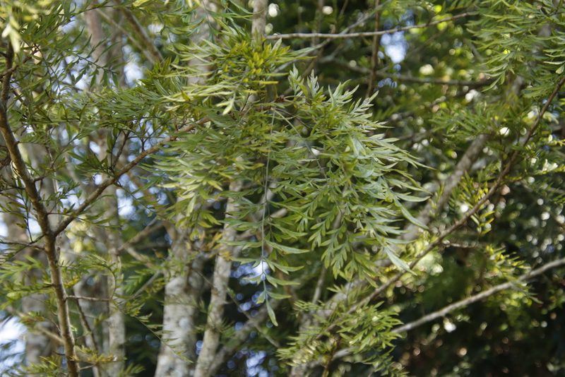 Grevillea robusta, photographed by Tony Rebelo