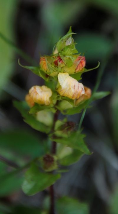 Alectra orobanchoides, photographed by Tony Rebelo