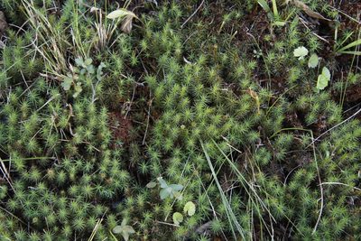 Polytrichum subpilosum, photographed by Tony Rebelo
