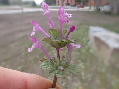 Lamium amplexicaule, photographed by Matt Lavin