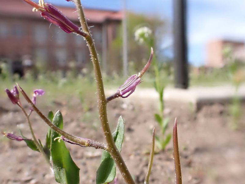 Chorispora tenella, photographed by Matt Lavin