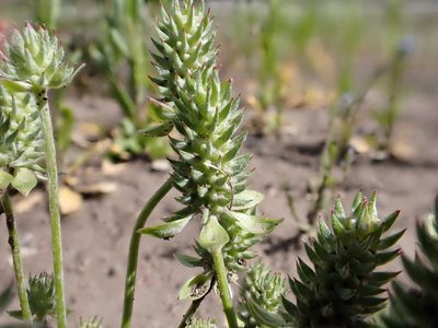 Ranunculus testiculatus