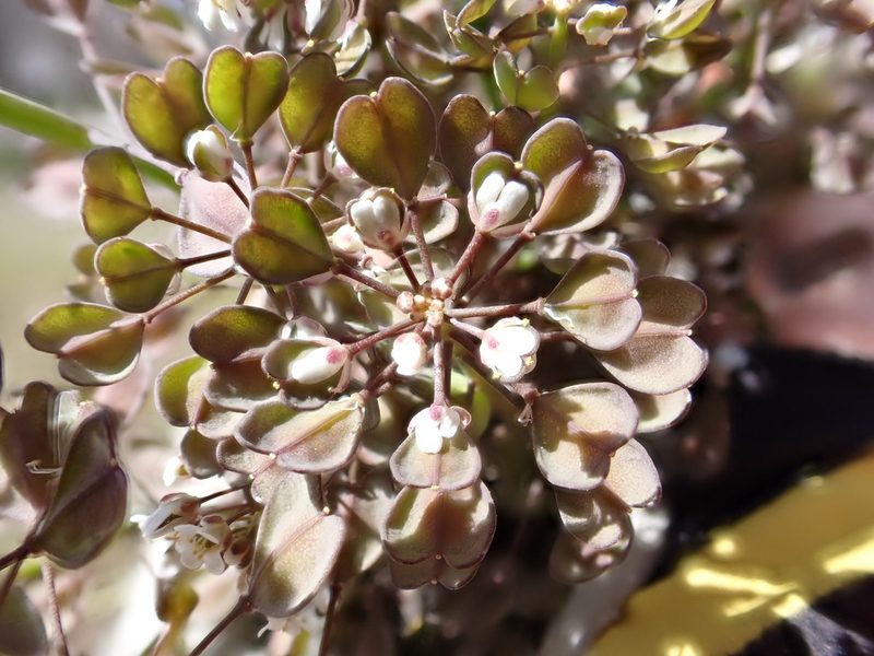 Microthlaspi perfoliatum, photographed by Matt Lavin