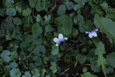 Viola banksii, photographed by Tony Rebelo