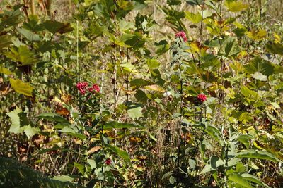 Cestrum elegans, photographed by Tony Rebelo
