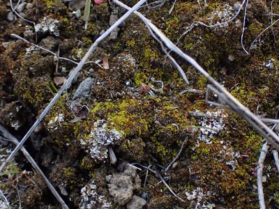 Tortula obtusifolia, photographed by Randal