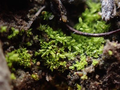 Tortula obtusifolia, photographed by Randal