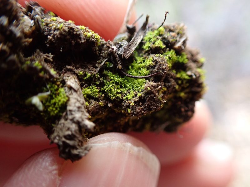 Tortula obtusifolia, photographed by Randal