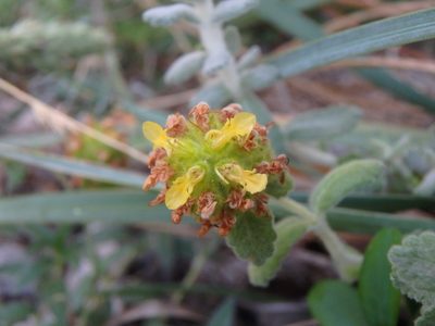 Teucrium aureum, photographed by Daniel Cahen