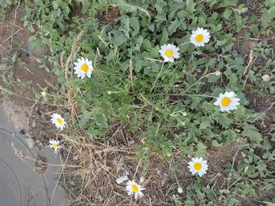 Anthemis ruthenica, photographed by Дима Орлов
