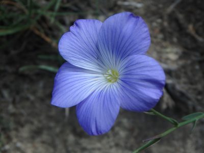 Linum narbonense, photographed by Daniel Cahen