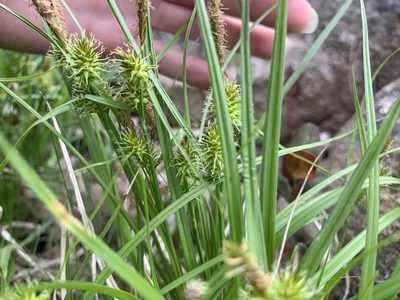Carex flava, photographed by Elizabeth Axley