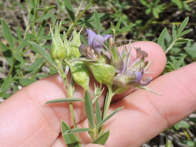 Pediomelum reverchonii, photographed by Sam Kieschnick