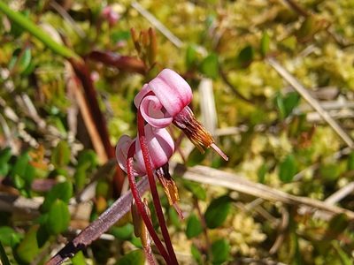 Vaccinium oxycoccos, photographed by Elias