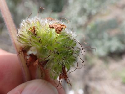 Hydrophyllum capitatum, photographed by Randal