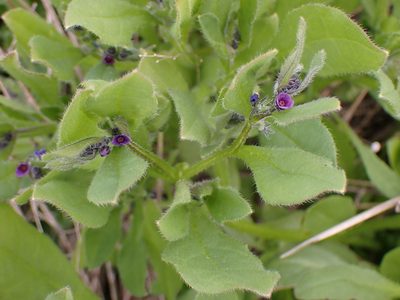 Asperugo procumbens, photographed by Randal