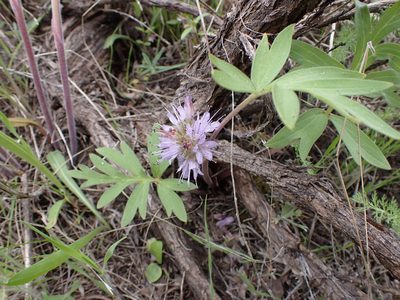 Hydrophyllum capitatum, photographed by Randal