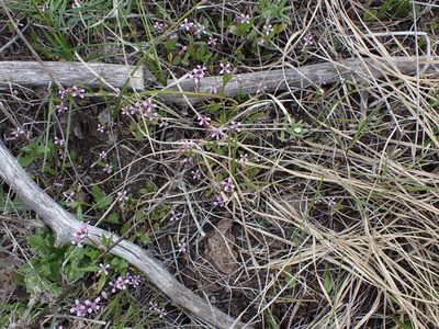 Chorispora tenella, photographed by Randal