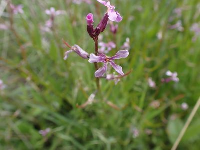 Chorispora tenella, photographed by Randal