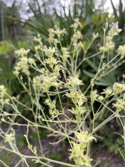 Pediomelum canescens, photographed by Brandon Corder