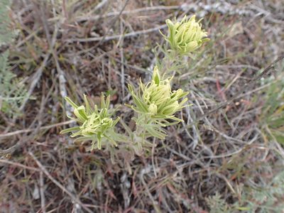 Castilleja thompsonii, photographed by Randal