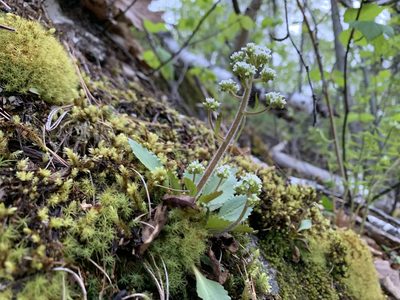 Micranthes virginiensis, photographed by Elizabeth Axley