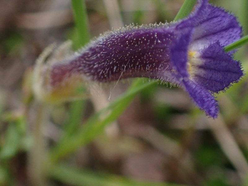 Orobanche uniflora, photographed by Randal