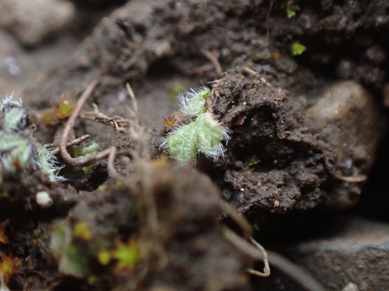 Riccia crinita, photographed by Randal