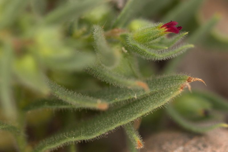Nonea caspica, photographed by Вячеслав Юсупов