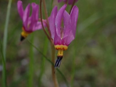 Primula pauciflora, photographed by Randal