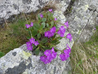 Primula hirsuta, photographed by Valentin Moser