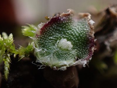 Clevea hyalina, photographed by Randal