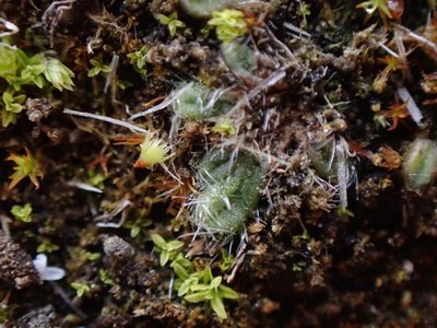 Riccia crinita, photographed by Randal