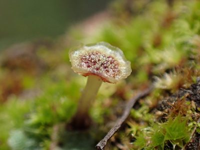 Marchantia quadrata, photographed by Randal
