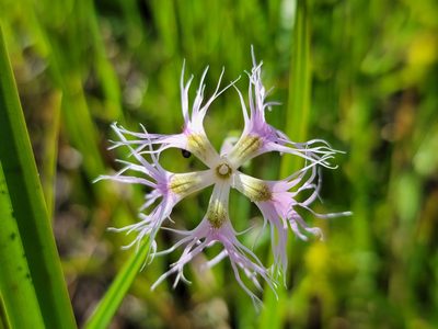 Dianthus superbus, photographed by Elias