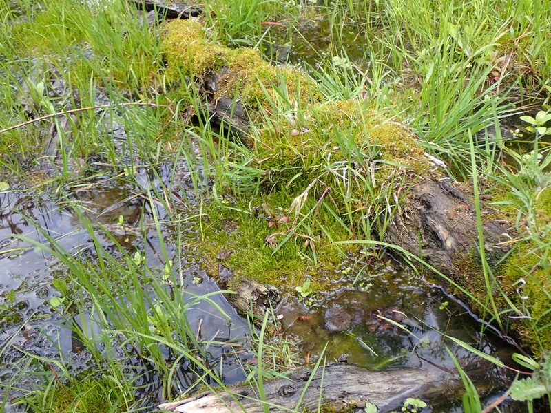 Drepanocladus aduncus, photographed by Randal