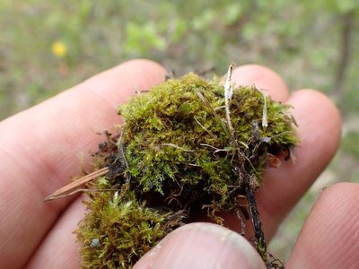 Drepanocladus aduncus, photographed by Randal