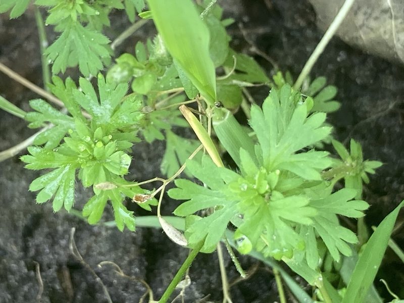 Alchemilla australis, photographed by Andre Hosper