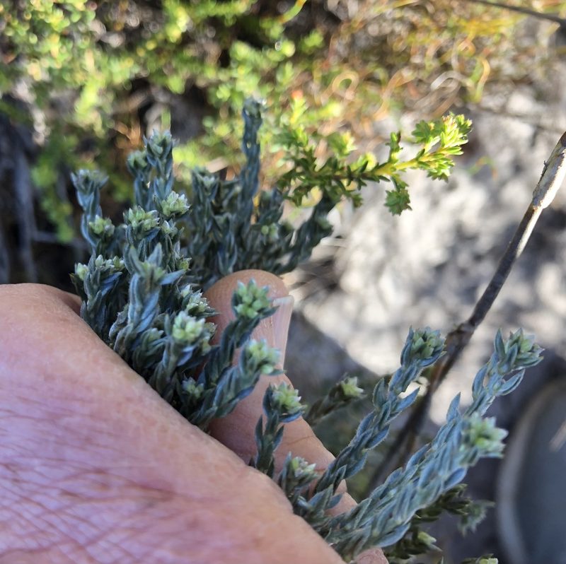 Amphithalea ericifolia, photographed by Caroline Voget