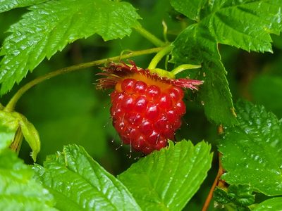 Rubus spectabilis, photographed by DeeF