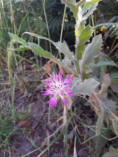 Centaurea seridis, photographed by Androulidaki Paraskevi-Danai