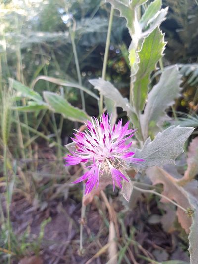 Centaurea seridis, photographed by Androulidaki Paraskevi-Danai