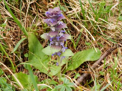Ajuga pyramidalis, photographed by Wolfgang Jauch